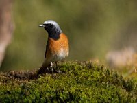 Phoenicurus phoenicurus 120, Gekraagde roodstaart, Saxifraga-Luuk Vermeer