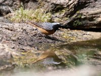 Phoenicurus phoenicurus 125, Gekraagde roodstaart, Saxifraga-Luuk Vermeer