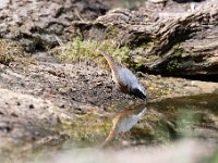 Phoenicurus phoenicurus 20, Gekraagde roodstaart, Saxifraga-Luuk Vermeer