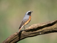 Phoenicurus phoenicurus 44, Gekraagde roodstaart, Saxifraga-Luuk Vermeer