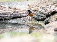 Phoenicurus phoenicurus 55, Gekraagde roodstaart, Saxifraga-Luuk Vermeer