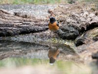 Phoenicurus phoenicurus 56, Gekraagde roodstaart, Saxifraga-Luuk Vermeer