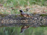 Phoenicurus phoenicurus 57, Gekraagde roodstaart, Saxifraga-Luuk Vermeer