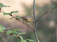 Phylloscopus collybita 111, Tjiftjaf, Saxifraga-Luuk Vermeer