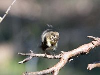 Phylloscopus collybita 112, Tjiftjaf, Saxifraga-Luuk Vermeer