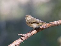 Phylloscopus collybita 37, Tjiftjaf, Saxifraga-Luuk Vermeer