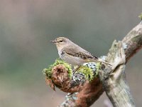 Phylloscopus collybita 43, Tjiftjaf, Saxifraga-Luuk Vermeer