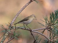 Phylloscopus collybita 67, Tjiftjaf, Saxifraga-Luuk Vermeer