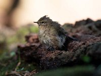 Phylloscopus collybita 75, Tjiftjaf, Saxifraga-Luuk Vermeer