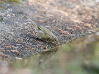 Phylloscopus collybita 77, Tjiftjaf, Saxifraga-Luuk Vermeer