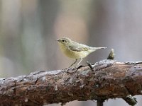 Phylloscopus collybita 79, Tjiftjaf, Saxifraga-Luuk Vermeer