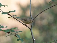 Phylloscopus collybita 80, Tjiftjaf, Saxifraga-Luuk Vermeer