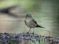 Phylloscopus collybita 91, Tjiftjaf, Saxifraga-Luuk Vermeer