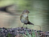 Phylloscopus collybita 92, Tjiftjaf, Saxifraga-Luuk Vermeer