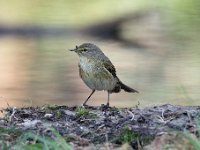 Phylloscopus collybita 93, Tjiftjaf, Saxifraga-Luuk Vermeer