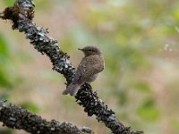 Phylloscopus collybita 94, Tjiftjaf, Saxifraga-Luuk Vermeer