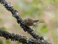 Phylloscopus collybita 96, Tjiftjaf, Saxifraga-Luuk Vermeer