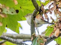 Phylloscopus inornatus 10, Bladkoning, Saxifraga-Bart Vastenhouw