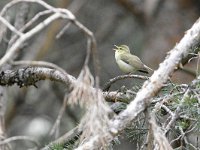 Phylloscopus nitidus