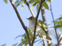 Phylloscopus plumbeitarsus 1, Swinhoes boszanger, Saxifraga-Mark Zekhuis