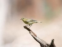 Phylloscopus trochilus 63, Fitis, Saxifraga-Luuk Vermeer