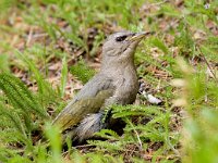 Picus canus 2, Grijskopspecht, Saxifraga-Mark Zekhuis