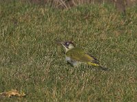 Picus viridis 10, Groene specht, male, Saxifraga-Martin Mollet