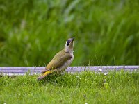 European green woodpecker (Pica virides), female  European green woodpecker (Pica virides), female : European green woodpecker, Pica virides, female, green woodpecker, woodpecker, green, colors, colorful, bird, wild bird, wildlife, nature, natural, fauna, avifauna, outside, outdoors, europe, european, dutch, netherlands, grass, pasture, nobody, no people, bill