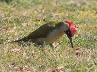 Picus viridis 12, Groene specht, Saxifraga-Peter Meininger