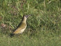 Picus viridis 13, Groene specht, Saxifraga-Mark Zekhuis