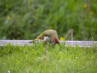 European green woodpecker (Pica virides), female  European green woodpecker (Pica virides), female : European green woodpecker, Pica virides, female, green woodpecker, woodpecker, green, colors, colorful, bird, wild bird, wildlife, nature, natural, fauna, avifauna, outside, outdoors, europe, european, dutch, netherlands, grass, pasture, eating, foraging, no people, nobody