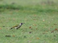 Picus viridis 15, Groene specht,, Saxifraga-Mark Zekhuis