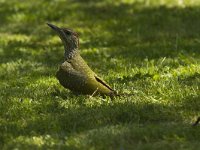 Picus viridis 16, Groene specht, Saxifraga-Jan Nijendijk