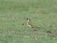 Picus viridis 17, Groene specht, Saxifraga-Mark Zekhuis