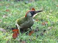 Picus viridis 18, Groene specht, Saxifraga-Henk Baptist