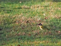 Picus viridis 19, Groene specht, Saxifraga-Hans Dekker