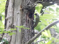 Picus viridis 2, Groene specht, Saxifraga-Mark Zekhuis