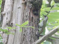 Picus viridis 20, Groene specht, Saxifraga-Mark Zekhuis