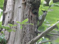 Picus viridis 22, Groene specht, Saxifraga-Mark Zekhuis