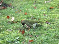 Picus viridis 26, Groene specht, Saxifraga-Henk Baptist