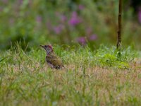 groene specht juv.(Picus viridis)  groene specht juv. Picus viridis : Picus viridis