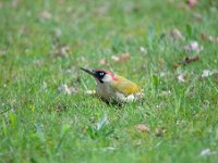 Picus viridis 31, Groene specht, Saxifraga-Luuk Vermeer