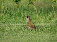 Picus viridis 33, Groene specht, Saxifraga-Luuk Vermeer