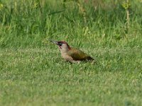 Picus viridis 34, Groene specht, Saxifraga-Luuk Vermeer