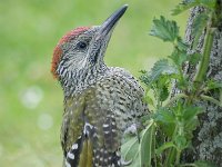 Picus viridis 4, Groene specht, Saxifraga-Adrie Bakx