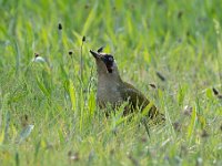 Picus viridis 40, Groene specht, Saxifraga-Luuk Vermeer