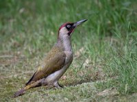 Picus viridis 41, Groene specht, Saxifraga-Luuk Vermeer