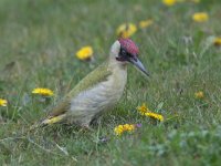 Picus viridis 44, Groene specht, Saxifraga-Mark Zekhuis