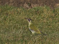 Picus viridis 5, Groene specht, male, Saxifraga-Martin Mollet