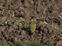 Picus viridis 6, Groene specht, male, Saxifraga-Martin Mollet